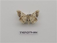 藏品(尺蛾89)的圖片